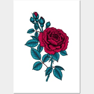 Red rose Posters and Art